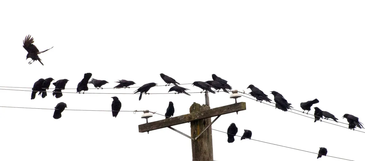 angry crows1